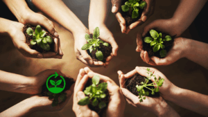 Hände, die kleine Setzlinge mit Erde an den Wurzeln halten